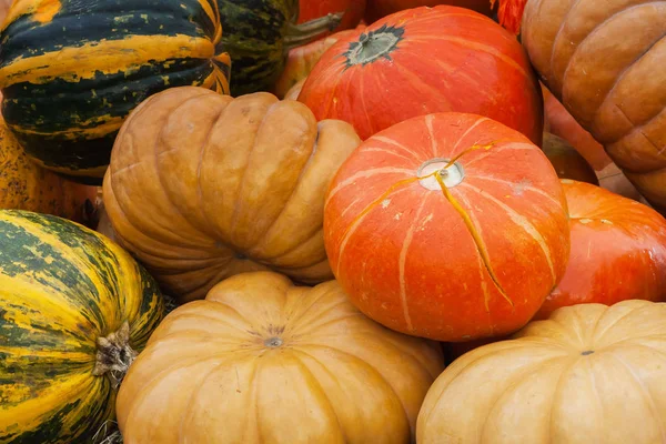 Herbst Hintergrund mit reifen verschiedenen Bio-Kürbisse. Konzept zum Erntedankfest — Stockfoto