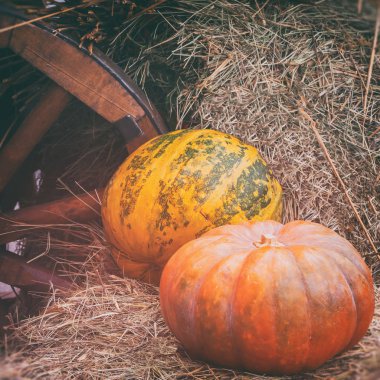 Olgun büyük yivli kabaklar saman yakınındaki ahşap sepeti, vintage yarı tonlar tekerleğin üzerinde Close-Up. Rustik vintage sonbahar, Güz arka plan
