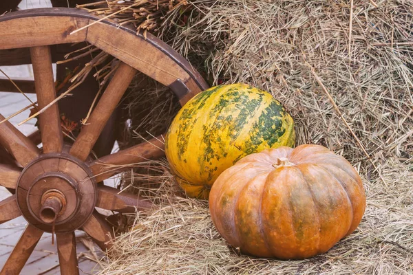 Rustic vintage autumn, fall background with ripe large ribbed pumpkins on straw near wooden wheel of cart, vintage halftones