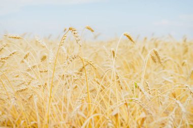 Bir sıcak, bunaltıcı yaz öğleden sonra bulutsuz açık mavi gökyüzü karşı Mısır gevreği sarı kulaklarında. Kırsal arka plan.