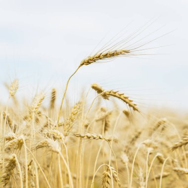 Arka plan sarı alan ve mavi gökyüzü, kare sıcak yaz akşamı olgun tahıl kulakları yakın çekim