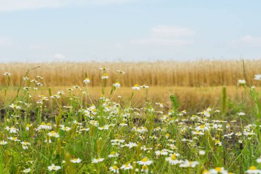 Hoş aromatik dayanıklı annuals Matricaria, papatya, mayweed, çavdar alan yol büyüyen weeds. Çiçekli bitkiler yaz