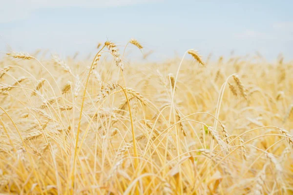 Bir sıcak, bunaltıcı yaz öğleden sonra bulutsuz açık mavi gökyüzü karşı Mısır gevreği sarı kulaklarında. Kırsal arka plan.