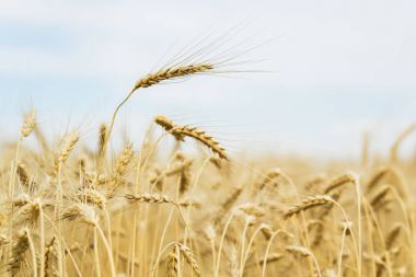 Olgun tahıl kulakları yakın çekim sıcak yaz öğleden sonra sarı alan ve mavi gökyüzü arka plan üzerinde