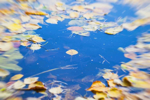 冷たい青い水、青黄色のカラフルな秋葉クローズ アップ — ストック写真