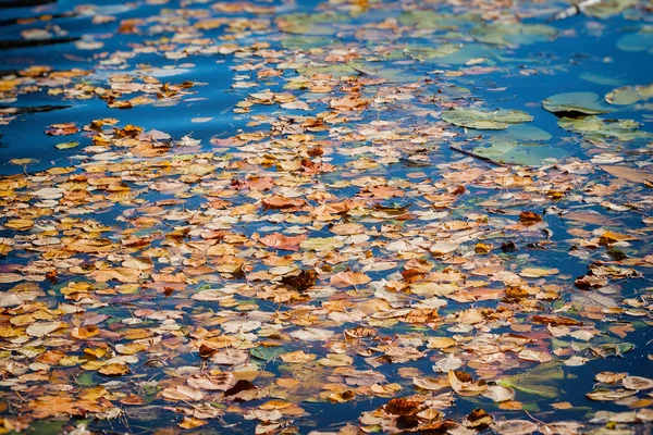 五颜六色的秋叶在冰冷的蓝色水面上, 带着阳光的倒影, 金色的涟漪。秋天的概念来了 — 图库照片