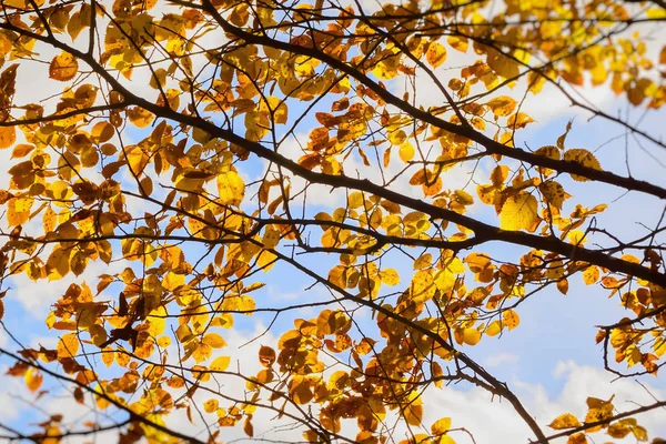 五颜六色的秋枝在凉爽的蓝天背景下, 秋天的概念来了 — 图库照片