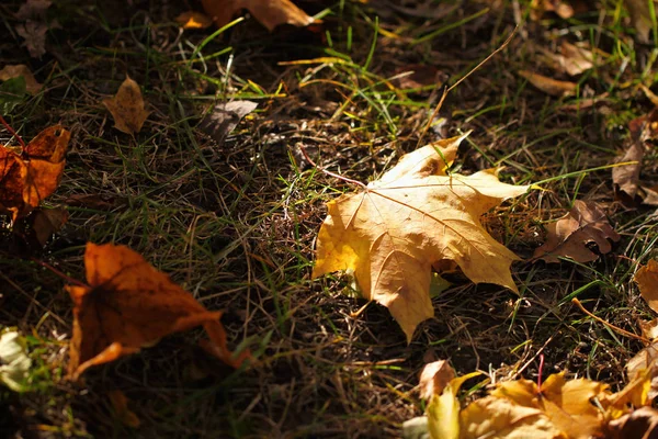 一个秋天的枫叶飘落在地上, 被一缕阳光、色彩和秋日的光线击中。秋天的概念来了 — 图库照片