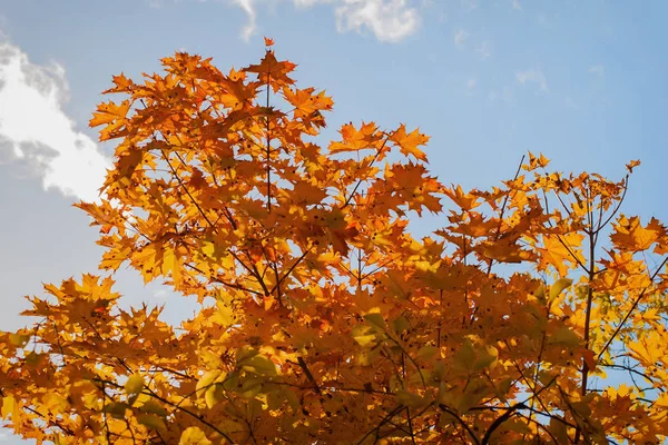 秋天的枫树与五颜六色的明亮的橙色叶子对寒冷的天空与云, 秋天来了 — 图库照片