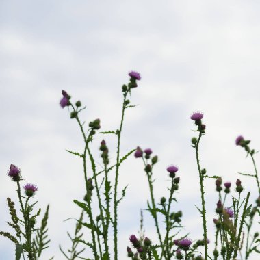 Thistle çayırlar ve kırsal yollar yol yetişir. Arka çiçekli bitkiler yaz kare