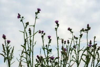 Mavi gökyüzü, seçici odak karşı bir güneşli yaz gününde bir çiftlikte bir alandaki vahşi thistle Close-up. Thistle çayırlar ve kırsal yollar yol yetişir.