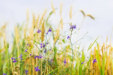 Tarım. Çiftlikte tahıl kulakları ile birlikte güneşli yaz günü alandaki vahşi sevimli otlar. Kırsal arka plan