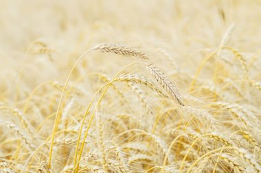 Yaz öğleden sonra. Altın alan olgun tahıl. Sarı çavdar alan karşı birkaç yüksek uzun boylu olgun tam tahıllı Mısır gevreği yakın çekim