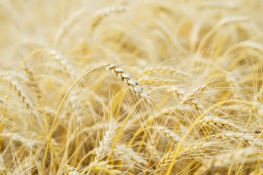 Sıcak yaz öğleden sonra sarı çavdar alan karşı bir yüksek uzun boylu olgun tam tahıllı Mısır gevreği yakın çekim. Altın alan olgun tahıl. Kırsal arka plan