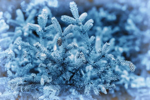 자연 전나무 분기의 클로즈업입니다. 크리스마스, 새 해 복 많이 받으세요 자연 배경, Pantone에 의해 유행 블루 색상 — 스톡 사진