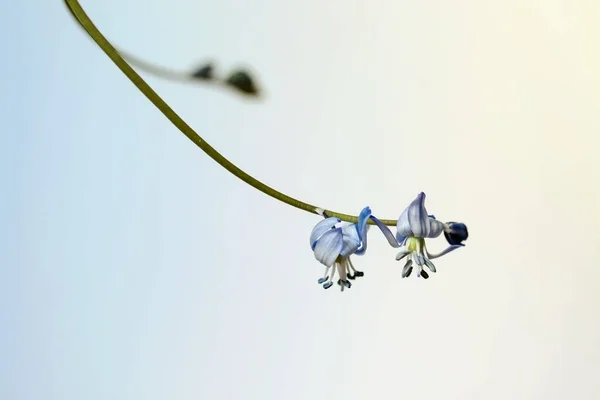 Scilla siberica, Siberian squill, wood squill is species of flowering plant family Asparagaceae close-up on light blue background. With place for text — Stock Photo, Image