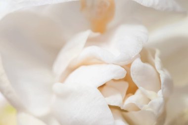 Tatlı pastel bahar çiçek açması hassas nergis, Narcissus yakın çekim, doku, seçici odak, yumuşak çiçek şenlikli arka plan, kart. Sevgililer günü, Paskalya kavramı