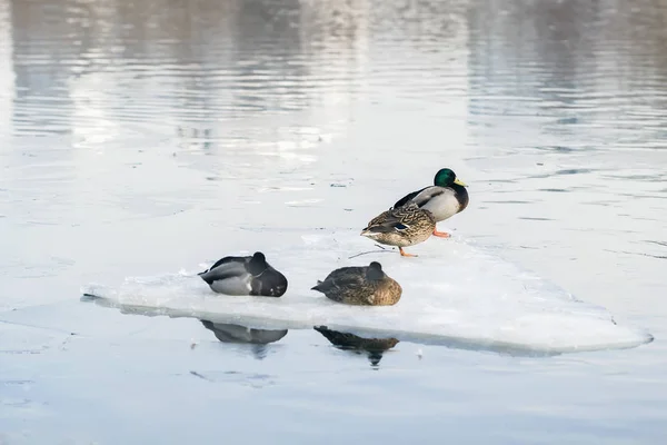 Sleepy resting ducks on ice floe close-up, drifting ice on the river. Winter, spring in city. Seasons. Arrival of spring. — Stock Photo, Image