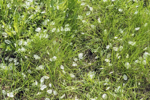 绿草和落下来的樱花花瓣, 樱花树。选择性对焦。春天、季节、时间、生态的概念。自然背景 — 图库照片