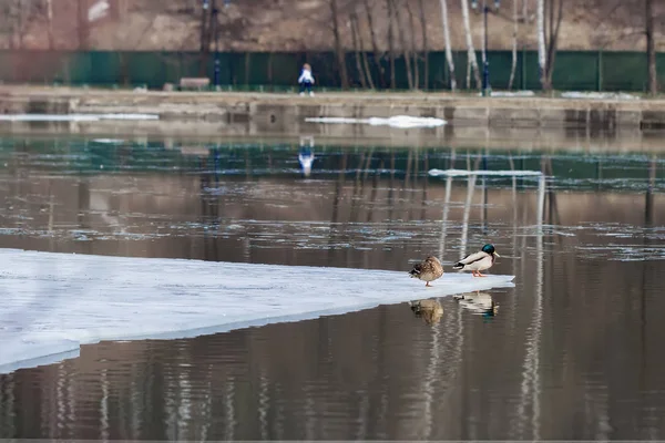 Сонные утки на льдине, дрейфующие льды на реке. Зима в городе. Весенний пейзаж Времена года. Прибытие весны . — стоковое фото