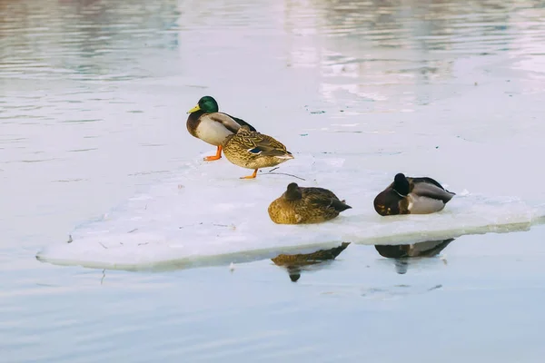 Sleepy four resting ducks on ice floe close-up, drifting ice on the river. Winter in the city. Seasons. Arrival of spring — Stock Photo, Image