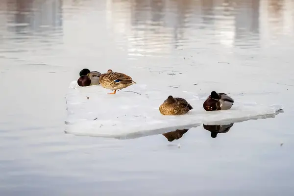 Sleepy resting Group ducks on ice floe close-up, drifting ice on the river. Winter in the city. Seasons. Arrival of spring — Stock Photo, Image