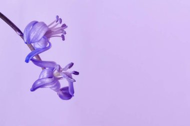 Scilla siberica açık mor renkli yakın çekim. Hassas campanula'lar. 2018 yıl duvar kağıdı, tasarım, afiş, poster için ultraviyole rengi. Metin için yer