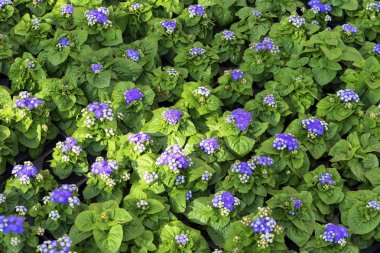 Bahar çiçek fidesi, Saksı bitkileri sera içinde satır. Doğal yeşil arka plan