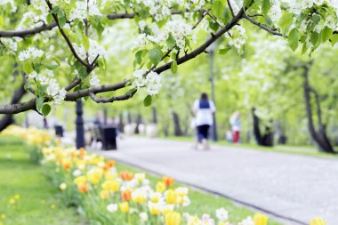 Mutlu insanlar, park, Lale ve sakura, kiraz, elma çiçeği, güneşli bir gün çiçek çocuklu aileler yürüyen. Bahar, doğal zemin için bulanık soyut resim