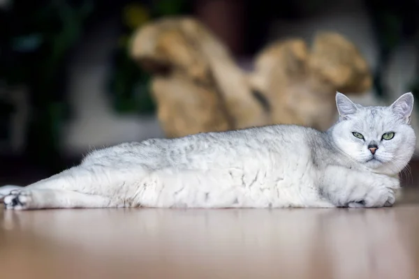 Bis zur vollen Länge gestreckt, liegt die geliebte, helle Katze in ihrer ganzen Länge faul auf dem Boden, faltet müde die Pfoten und blickt uns aufmerksam an — Stockfoto