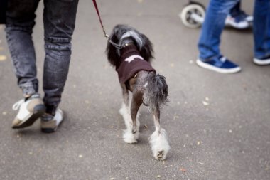 Köpek üstünde kira kontratı, bize, köpeğiyle, parkta yürüyüş için en iyi ortak yürüyüş ile genç adam
