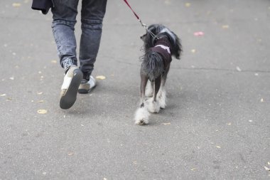 Köpek üstünde kira kontratı, bize, köpeğiyle, parkta yürüyüş, kopya alanı için en iyi ortak yürüyüş ile genç adam