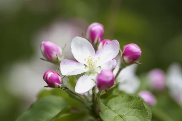 Spring flowering wild apples in garden. Branch of blooming wild apple-tree with tender pink bud delicate flowers, spring sunny day — Stock Photo, Image