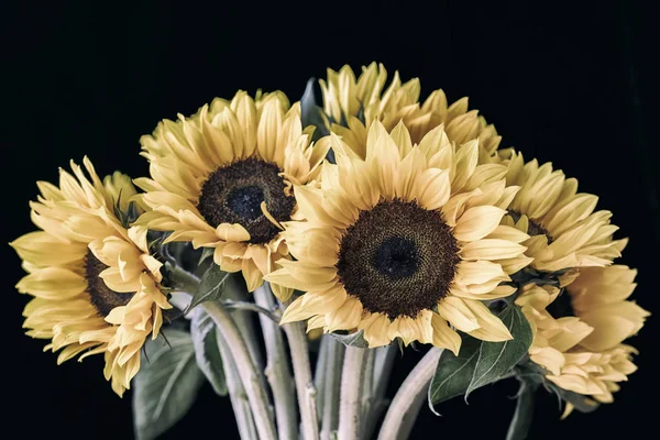 Bouquet of sunflowers on black background in vintage style