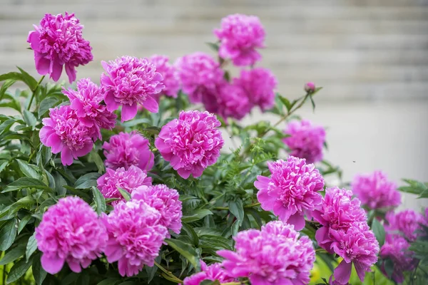 Bol bereketli çiçekli pembe mor peonies bahçesinde. Çin ' in geleneksel çiçek sembol nerede sanatında kullanılan ve çiçekler kralı olarak adlandırılan