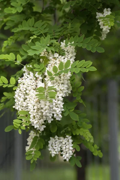 Abundantes flores de Robinia pseudoacacia, falsa acacia, langosta negra. Fuente de néctar para miel tierna pero fragante, fondo vertical —  Fotos de Stock