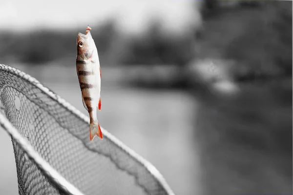 Trophy fishing. Small goldfish on fishing line on black and white background. Concept luck, fortune, case, finance, investment, success, active rest, hobbies, irony, countryside relaks — Stock Photo, Image