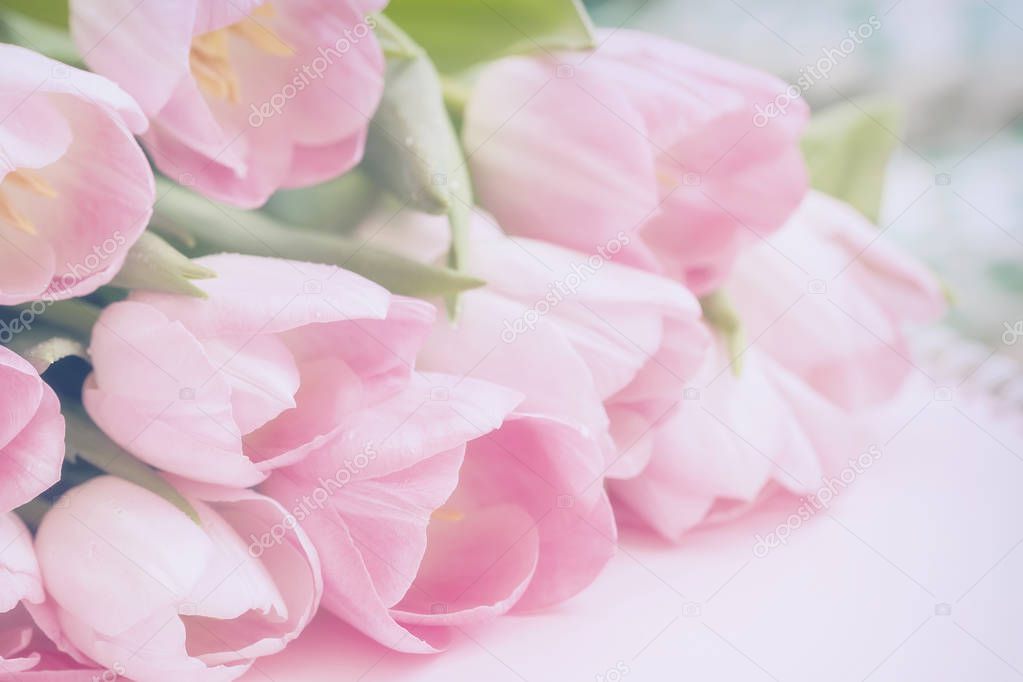 Light tender background tulips with raindrops, soft spring romantic floral backdrop for wedding, birthday, Valentines Day, mothers Day