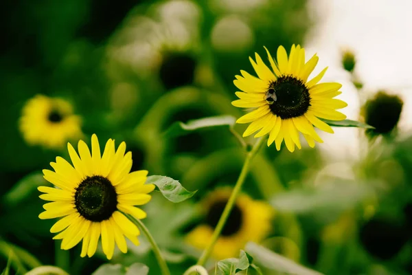 Bright decorative golden yellow sunflowers in field with bees , summer sunny day — Stock Photo, Image