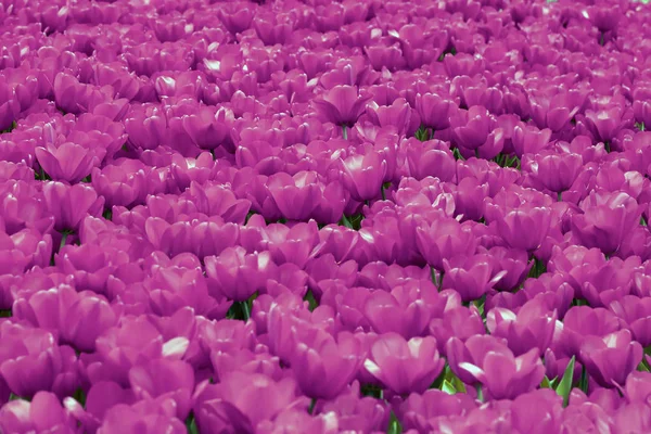 Sea of flowers, background of colorful purple, violet tulips, bright picturesque natural carpet, texture, selectiv focus — Stock Photo, Image