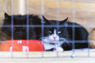 Üzgün evsiz yalnız kedi kafes arkasında onu evlat almak içinbeklediğini bir barınak barlarda üzerinden bakan yeşil gözlü