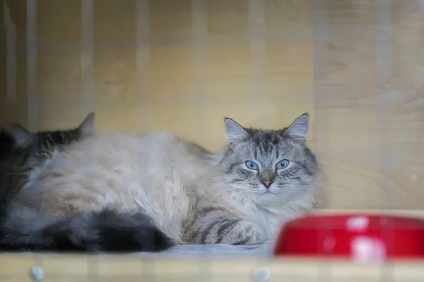 Entzückende flauschige Katze sibirischer Rasse mit schönen blauen Augen, liegend auf einem Käfig im Tierheim wie auf einer Katzenausstellung, aber wartend auf ein Zuhause, jemanden, der ihn adoptiert — Stockfoto