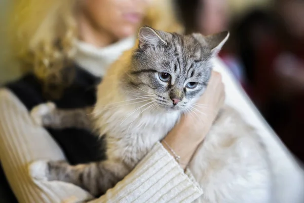 Verängstigte, helle, flauschige Katze in den Händen eines freiwilligen Mädchens im Tierheim für obdachlose Tiere. Kätzchen bekommt ein Haus, Mädchen nimmt Katze mit nach Hause — Stockfoto