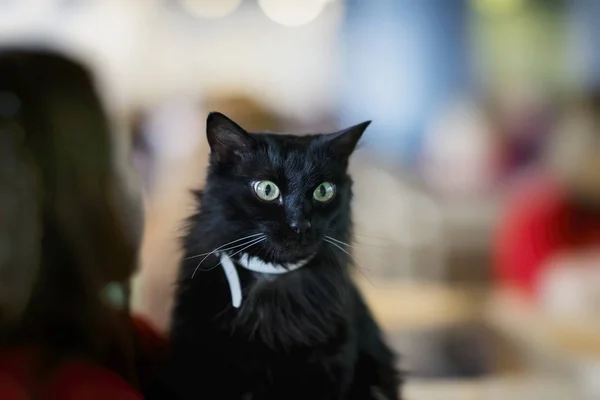 Entzückende schwarze Katze in den Händen eines freiwilligen Mädchens im Obdachlosenheim. seine schönen grünen Augen überrascht, dass Mädchen nimmt ihn zu sich nach Hause und er wird Haus haben — Stockfoto