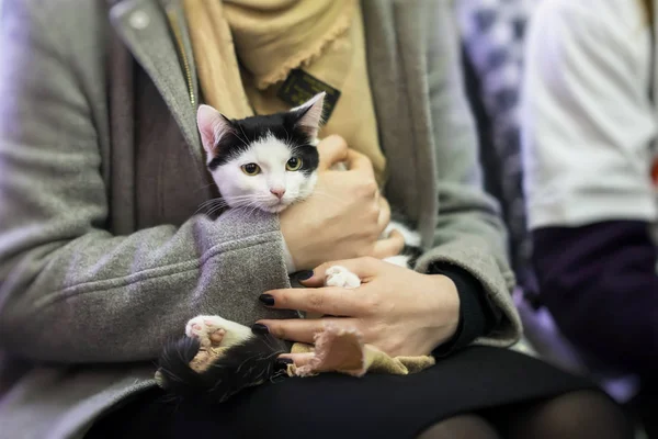 Bir kız için evsiz hayvan barınağı gönüllü, eller de korkmuş siyah ve beyaz kedi. Kız kedi evine alır..