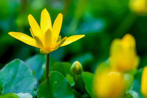 Blooming Yellow Star-of-Bethlehem, Gagea lutea. Macro. Spring natural green spring background, selective focus, copy space — Stock Photo, Image