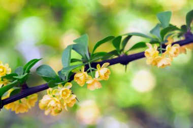 Sarı çiçek yakın çekim. Çiçek açan Bahar Dalı ağaç, yumuşak tonda renk stili. Doğal parlak arka plan kopya alanı ile