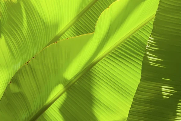 Tropiska bananblad med ljus. Abstrakta textur, jungle exotiska grön bakgrund — Stockfoto