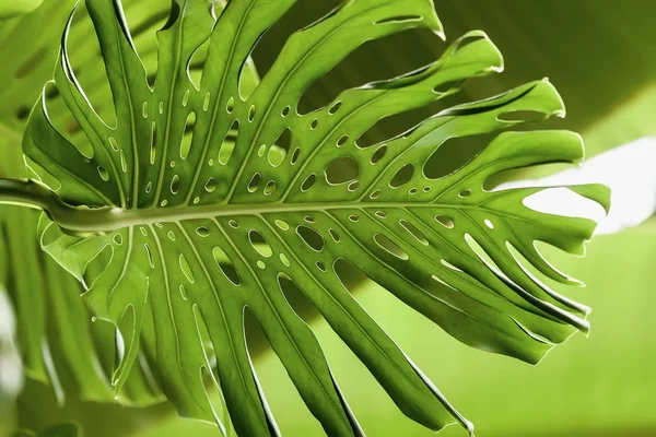 Tropikalne naturalne zielonych liści Monstera perforowane z teksturą. Abstrakcyjny wzór naturalny, egzotyczne tło botaniczny — Zdjęcie stockowe