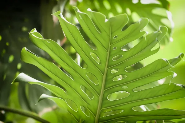 Τροπικό φυσικό πράσινο Μονστέρα διάτρητα φύλλα με υφή. Αφηρημένη φαντασία φυσικά, εξωτικό βοτανικό φόντο — Φωτογραφία Αρχείου